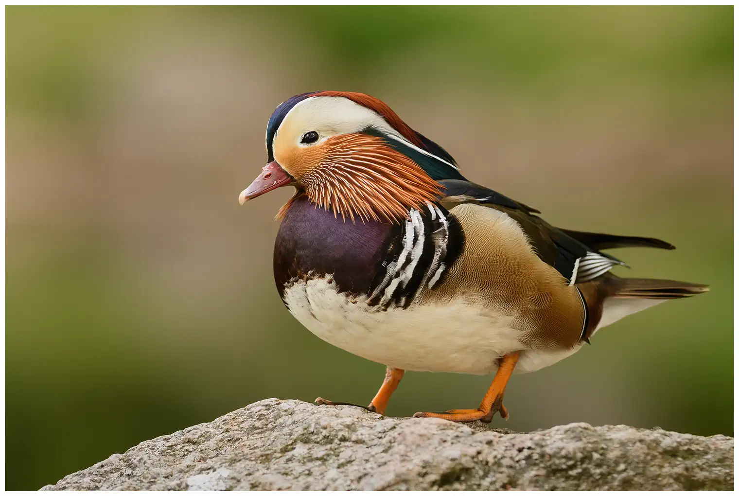 Canard mandarin