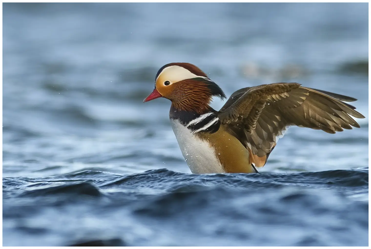 Canard mandarin