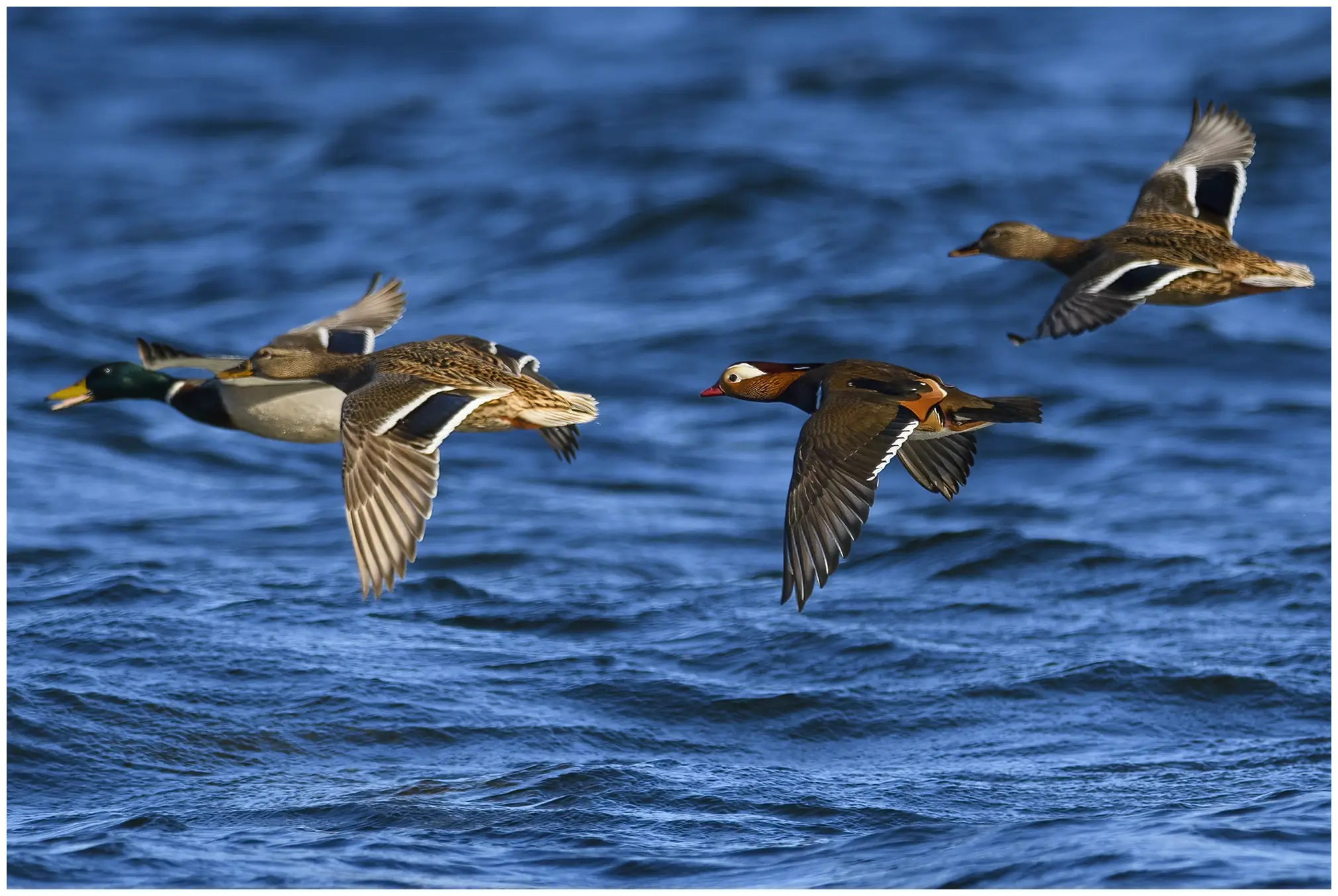 Canard mandarin