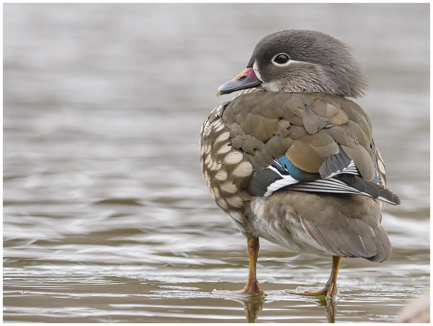 Canard mandarin
