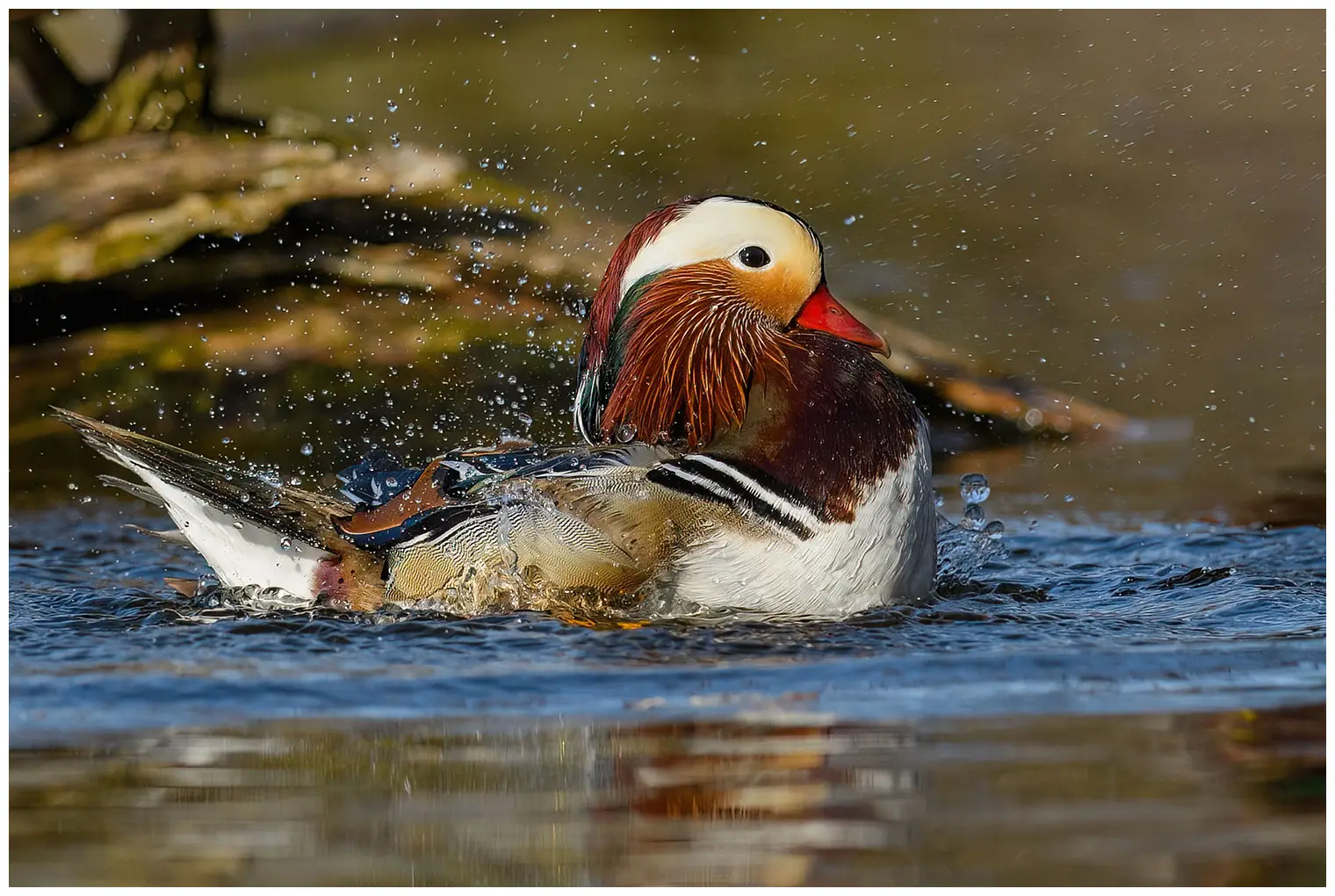 Canard mandarin