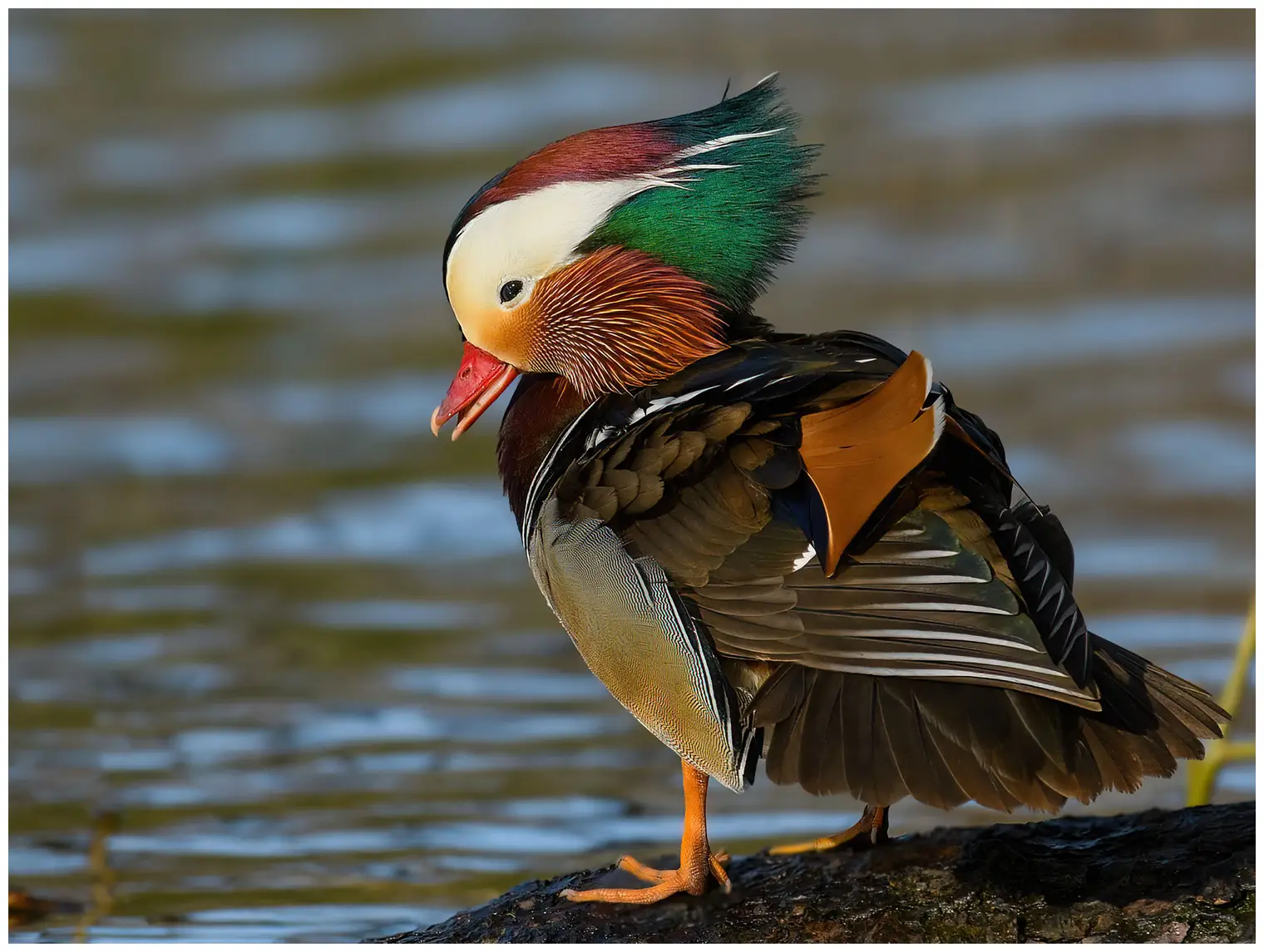 Canard mandarin