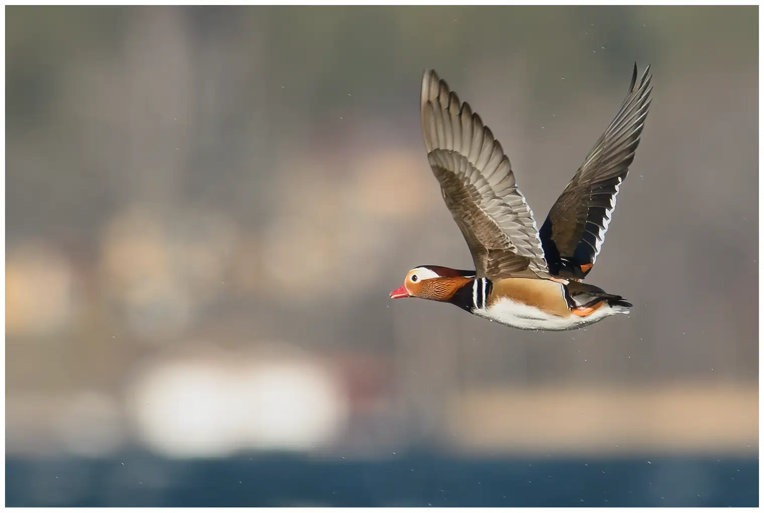 Canard mandarin