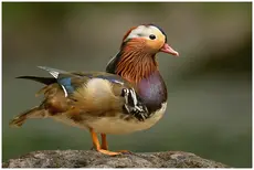 Canard mandarin
