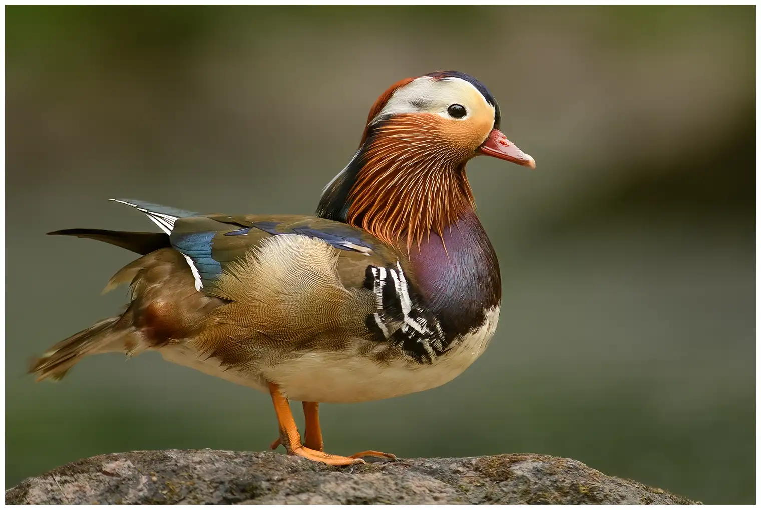 Canard mandarin. Oiseau extrêmement coloré avec des détails bruns, bleus, verts, violets, rougeâtres et blancs.