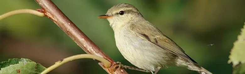 Pouillot verdâtre. Ici assis sur une branche. La bande alaire est fine et claire. La couleur grise du dessus des ailes est teintée de vert.