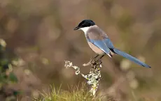 Pie-bleue ibérique