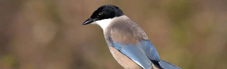 Pie-bleue ibérique. 