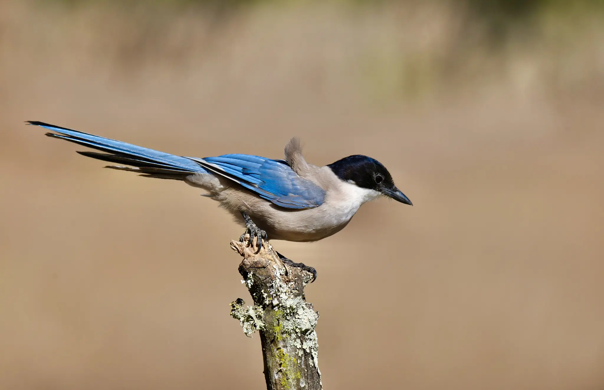 Pie-bleue ibérique