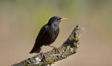 Étourneau unicolore