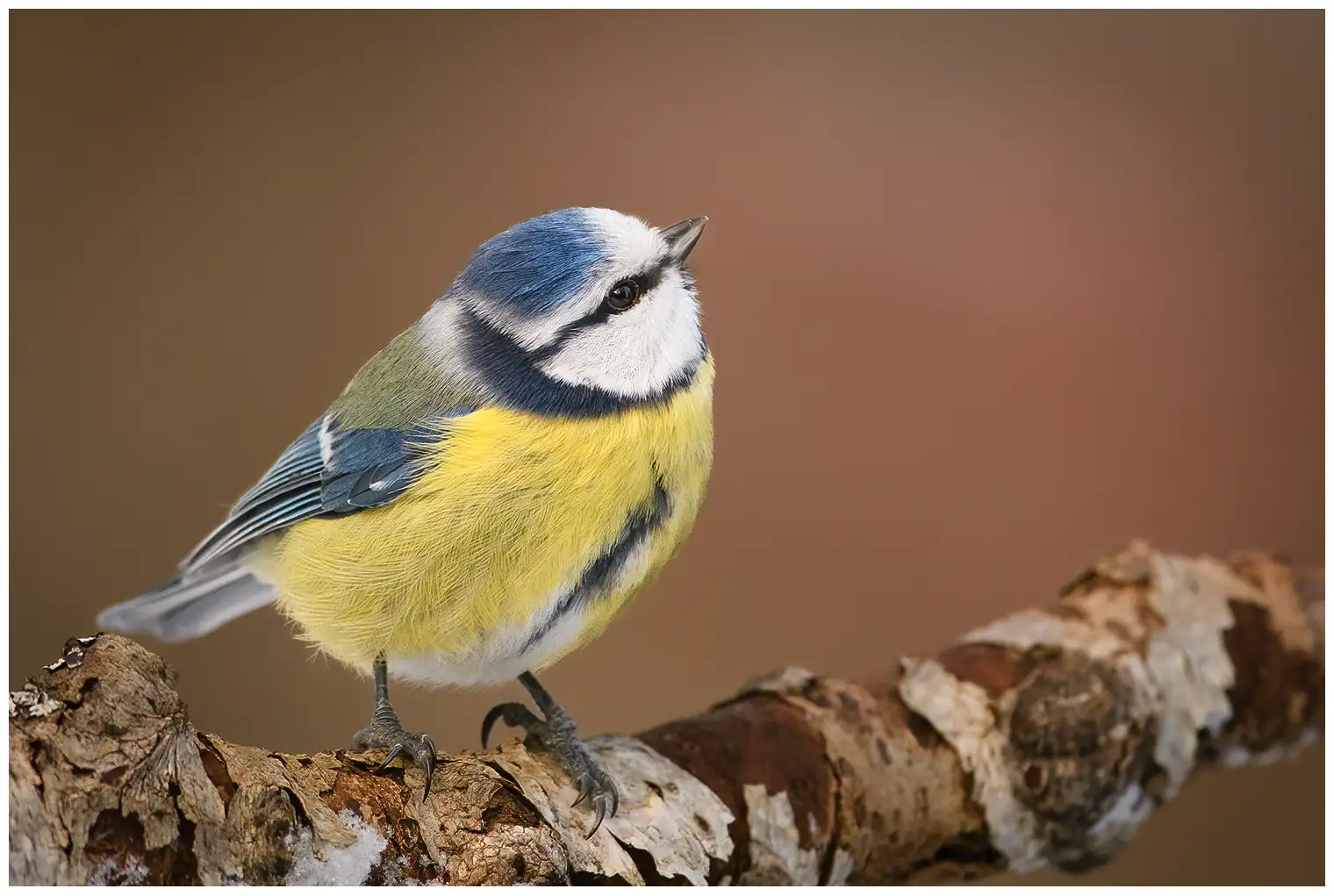 Mésange bleue