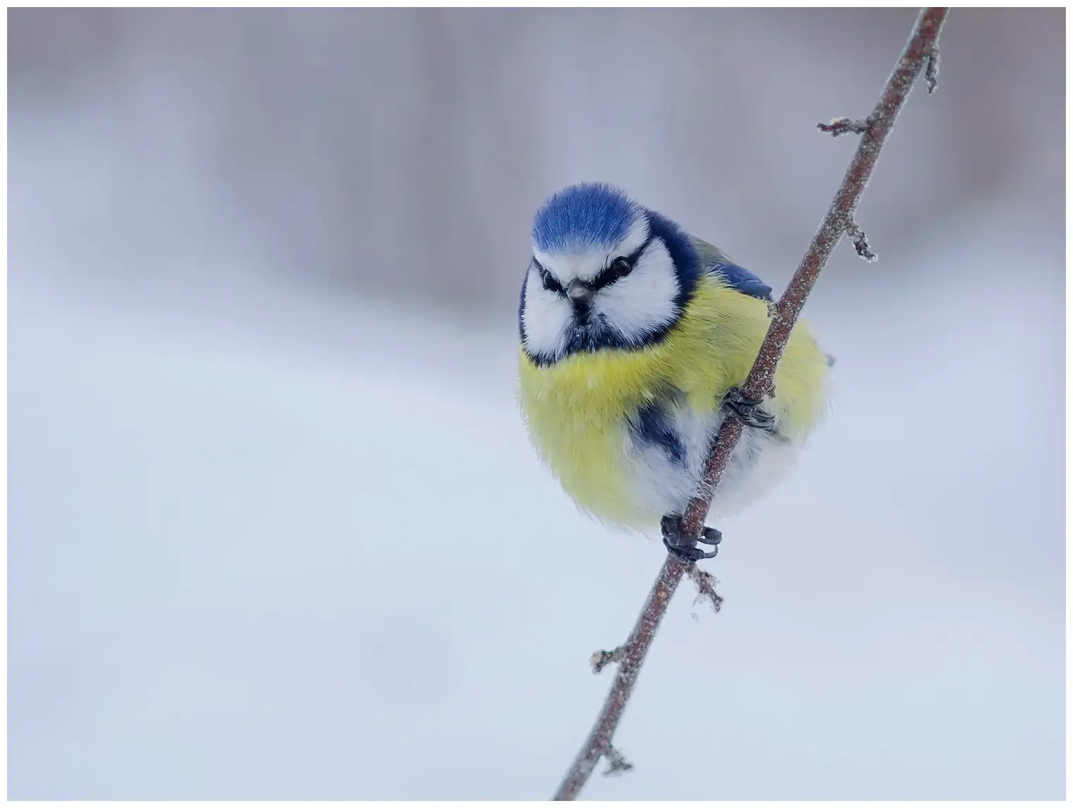 Mésange bleue