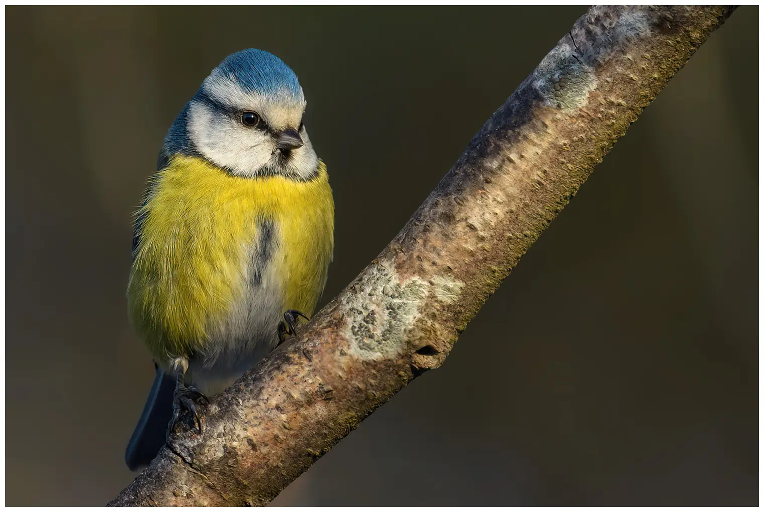 Mésange bleue