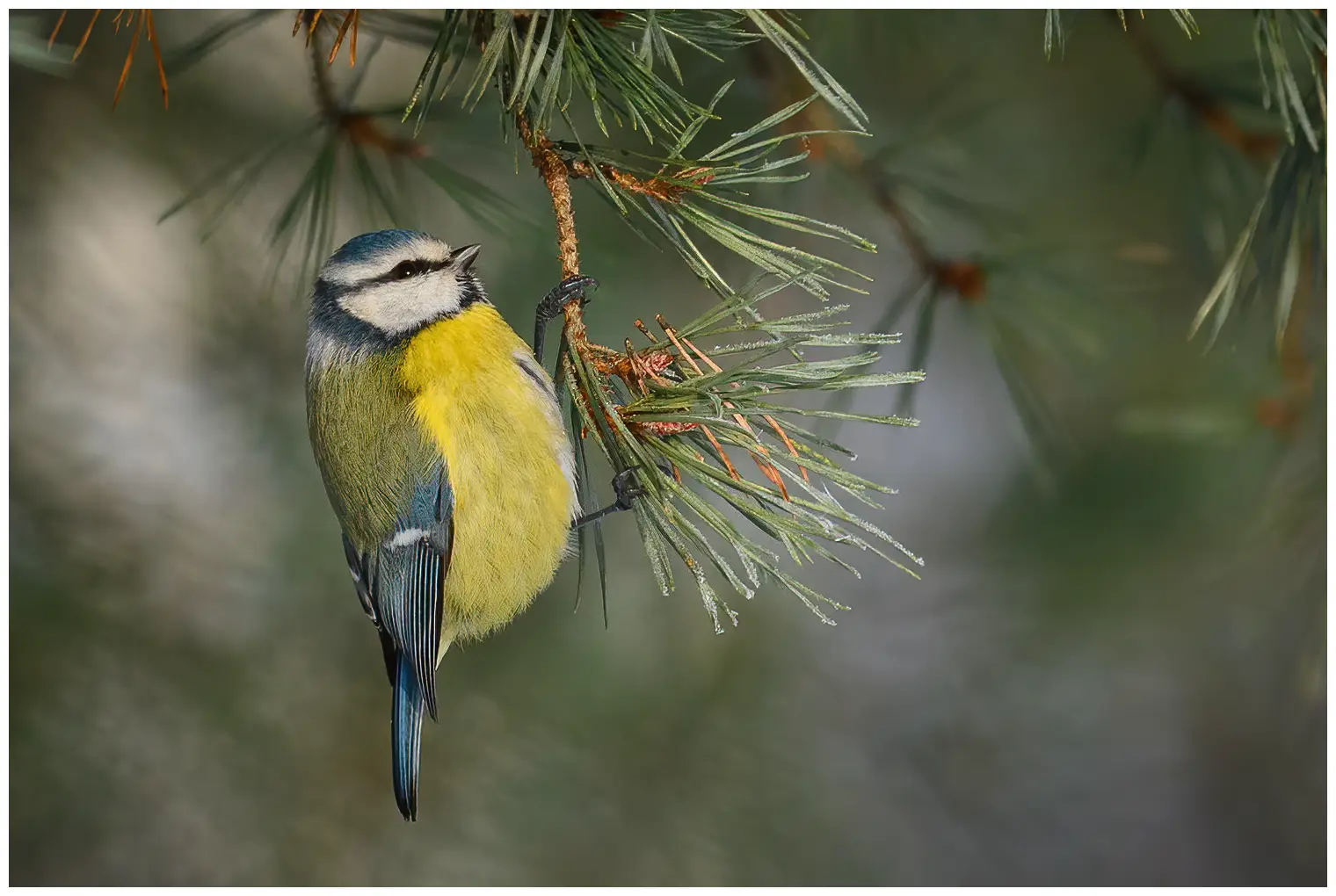 Mésange bleue