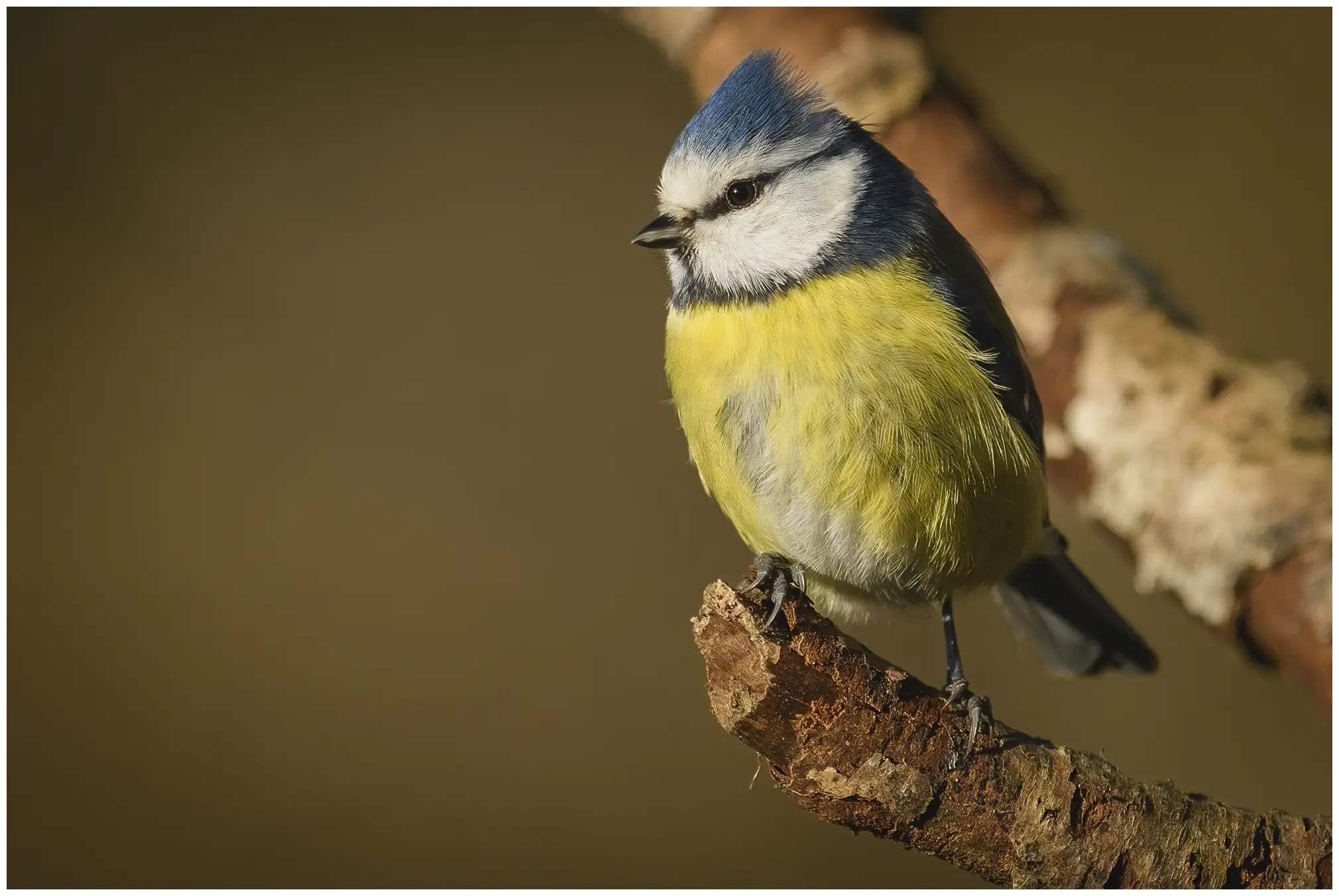 Mésange bleue