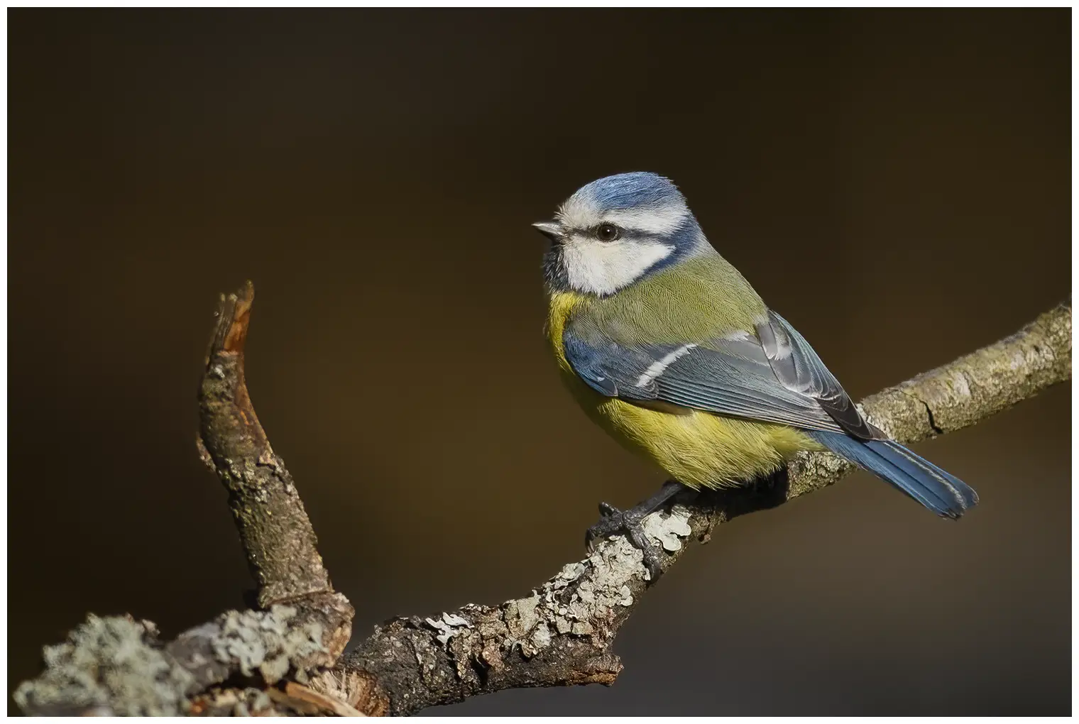 Mésange bleue