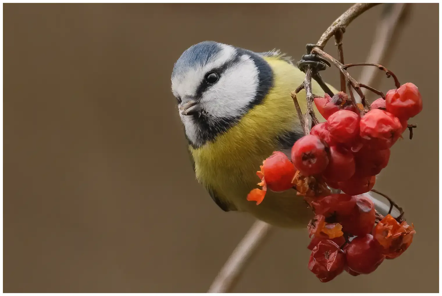 Mésange bleue