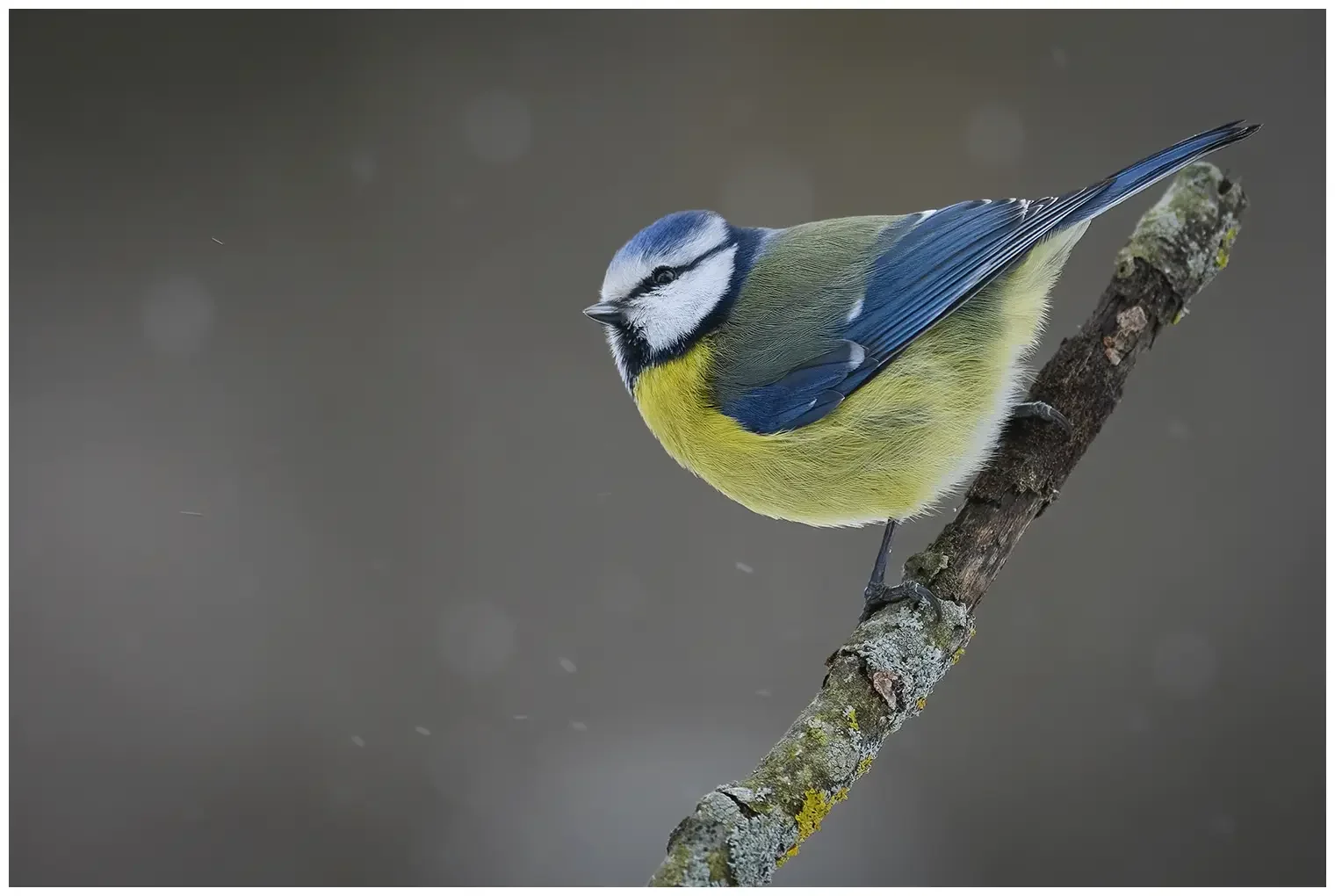 Mésange bleue