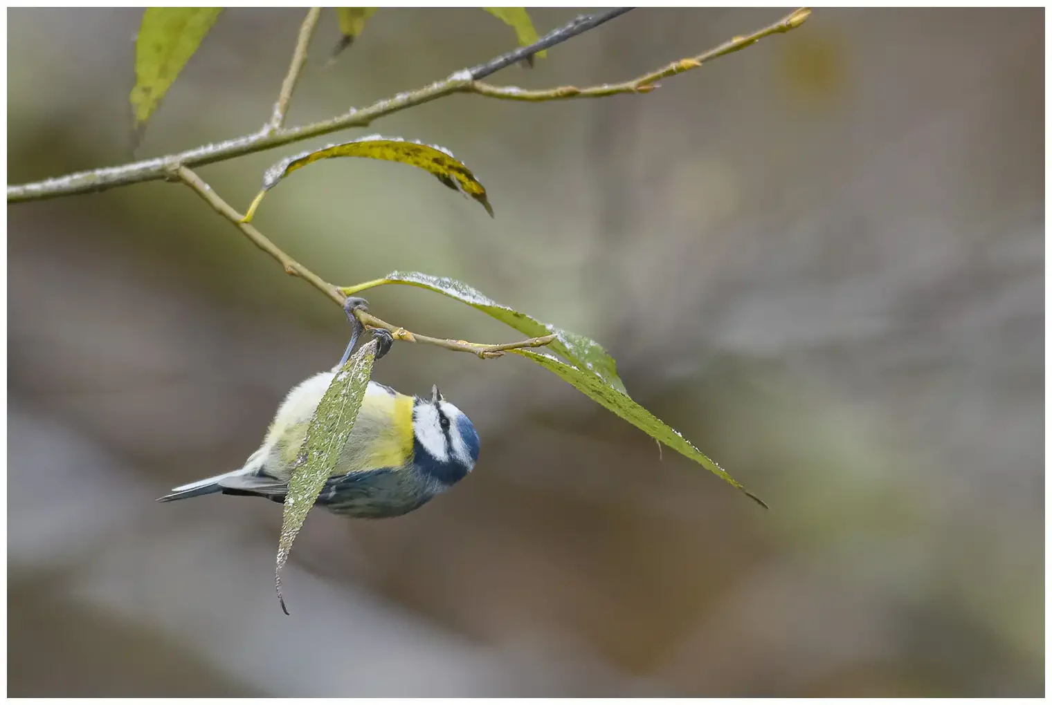 Mésange bleue