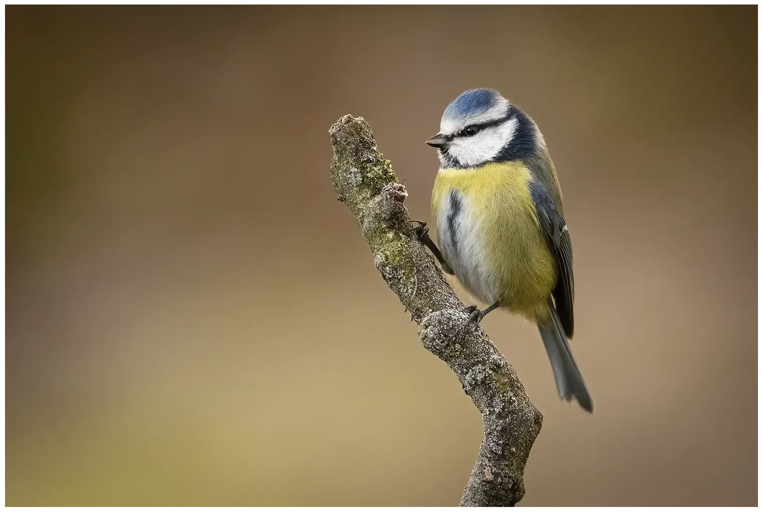 Mésange bleue