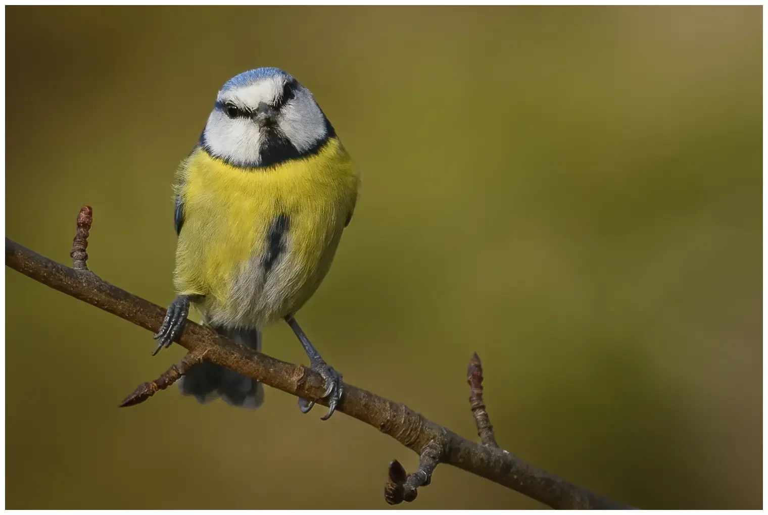 Mésange bleue