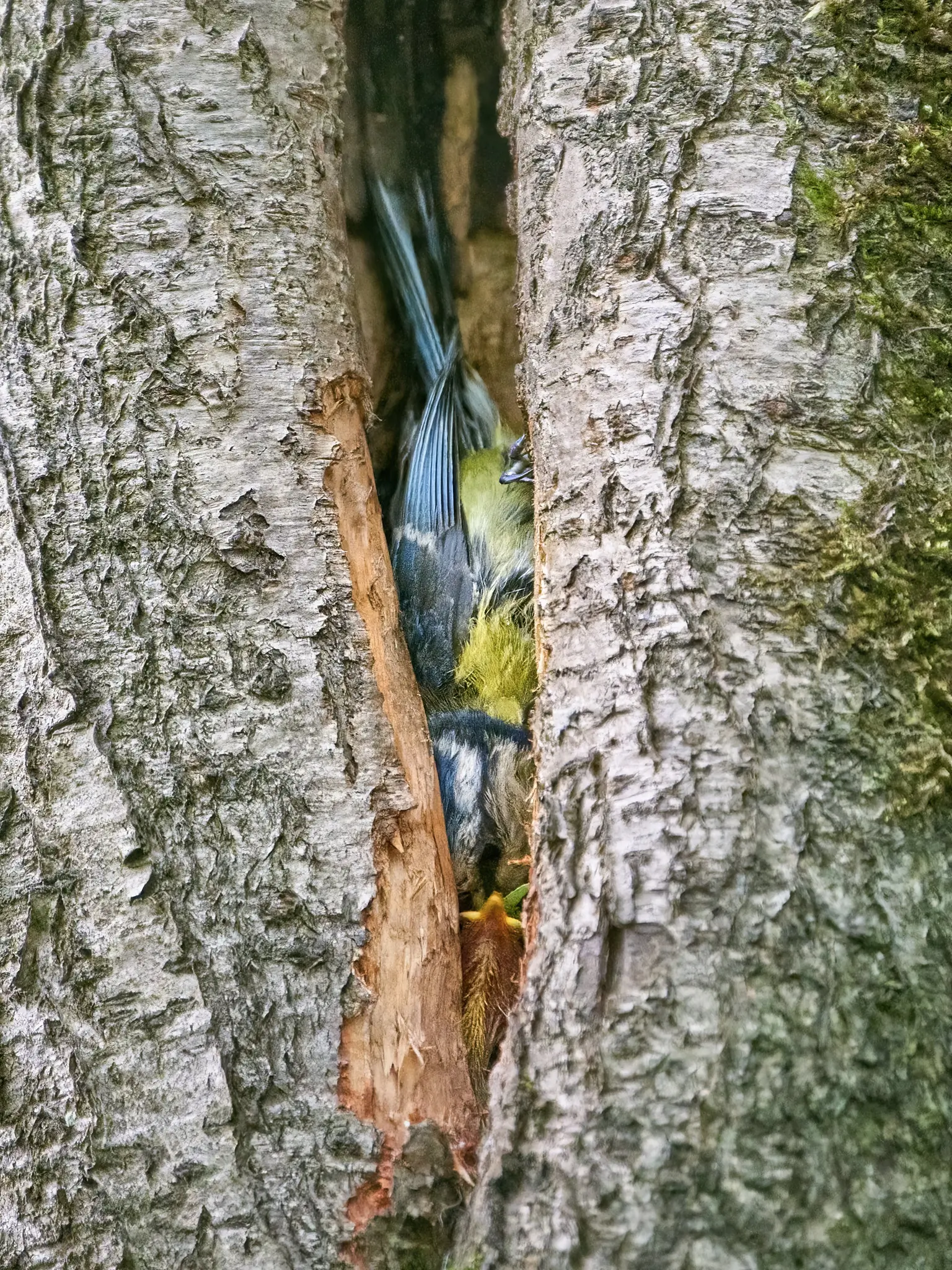 Mésange bleue