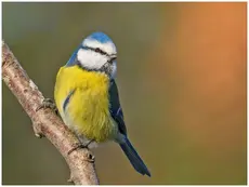 Mésange bleue