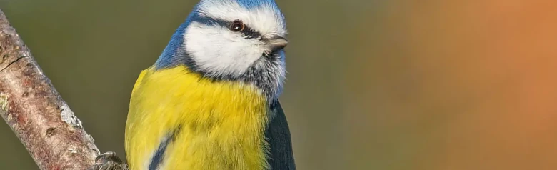Mésange bleue. Petit oiseau aux ailes et à la queue bleues, à la calotte bleue et au dessous jaune avec une étroite bande longitudinale gris-noir sur le ventre.