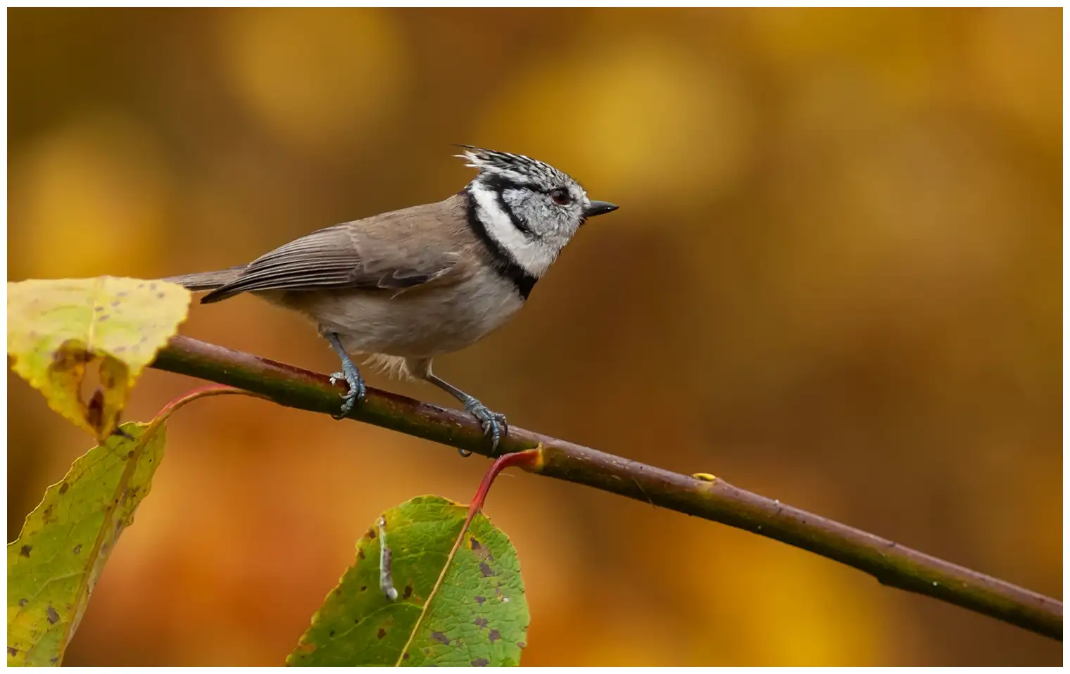 Mésange huppée