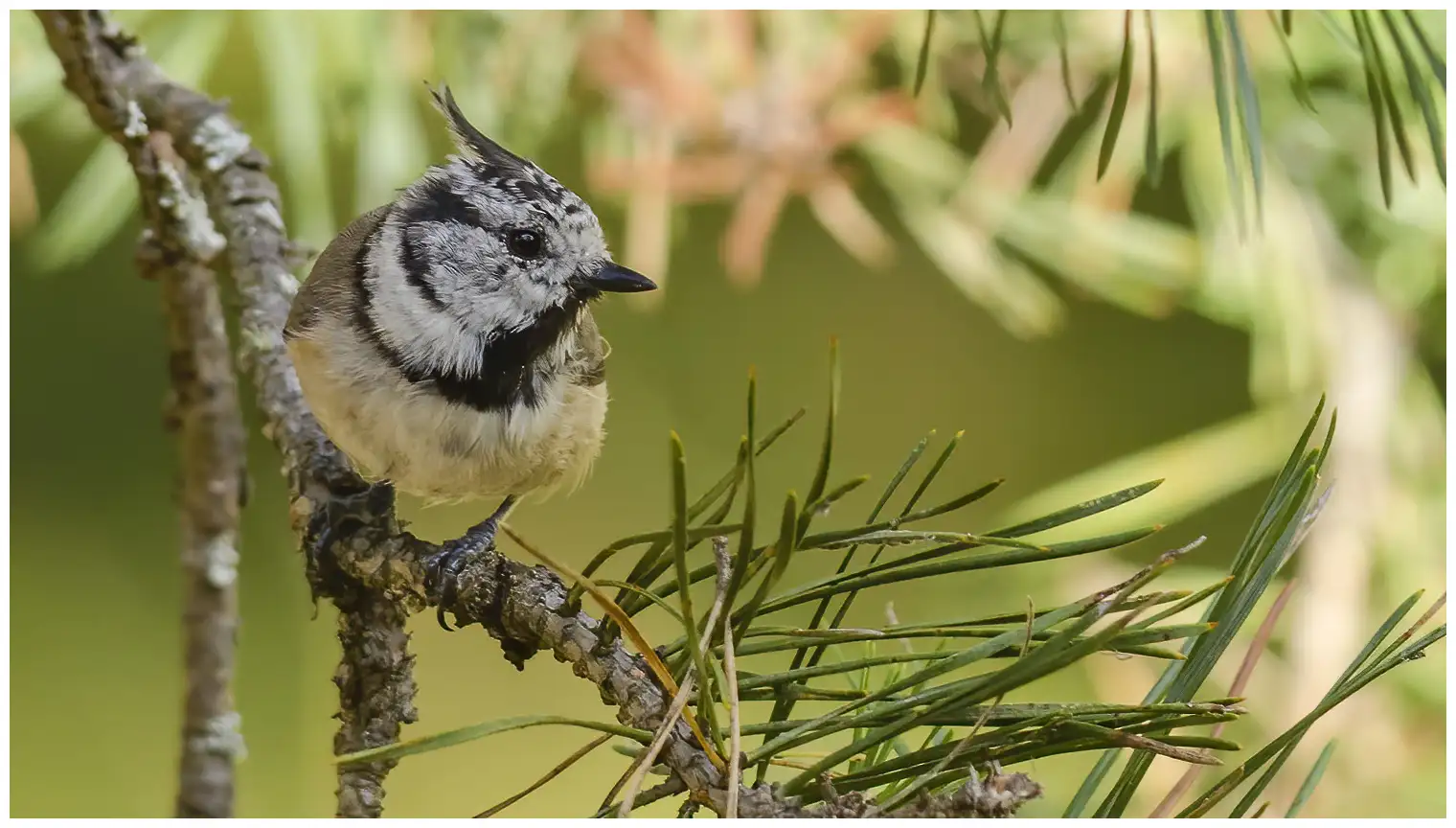 Mésange huppée