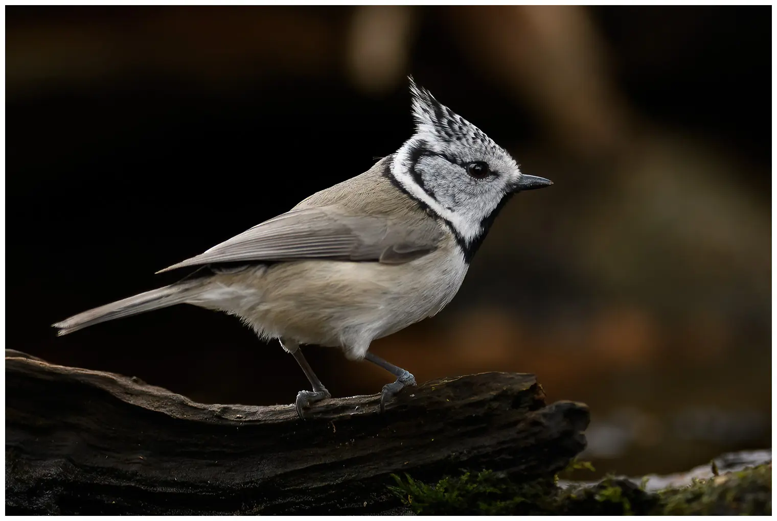 Mésange huppée