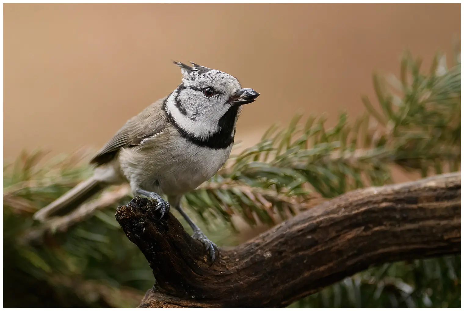 Mésange huppée