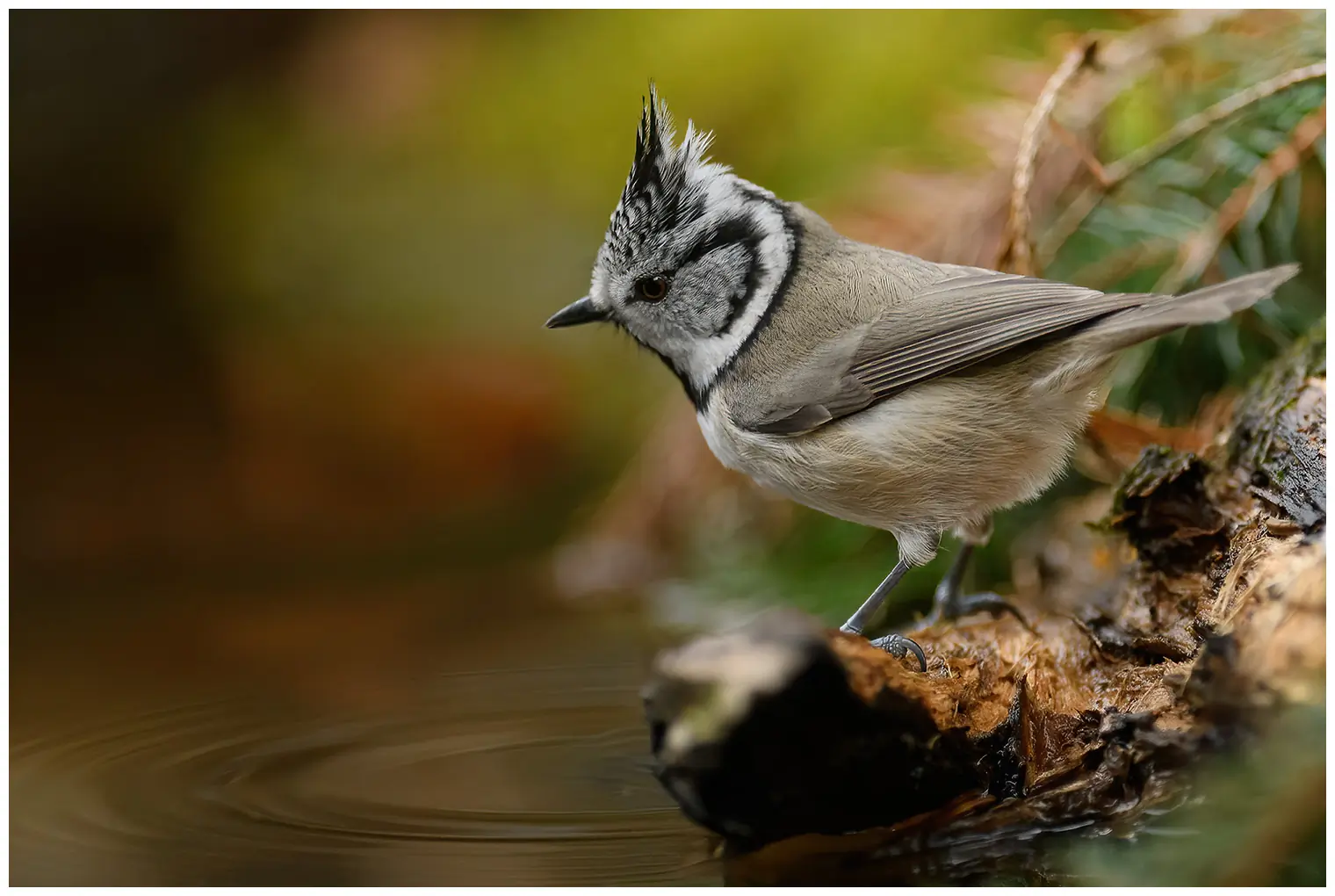 Mésange huppée
