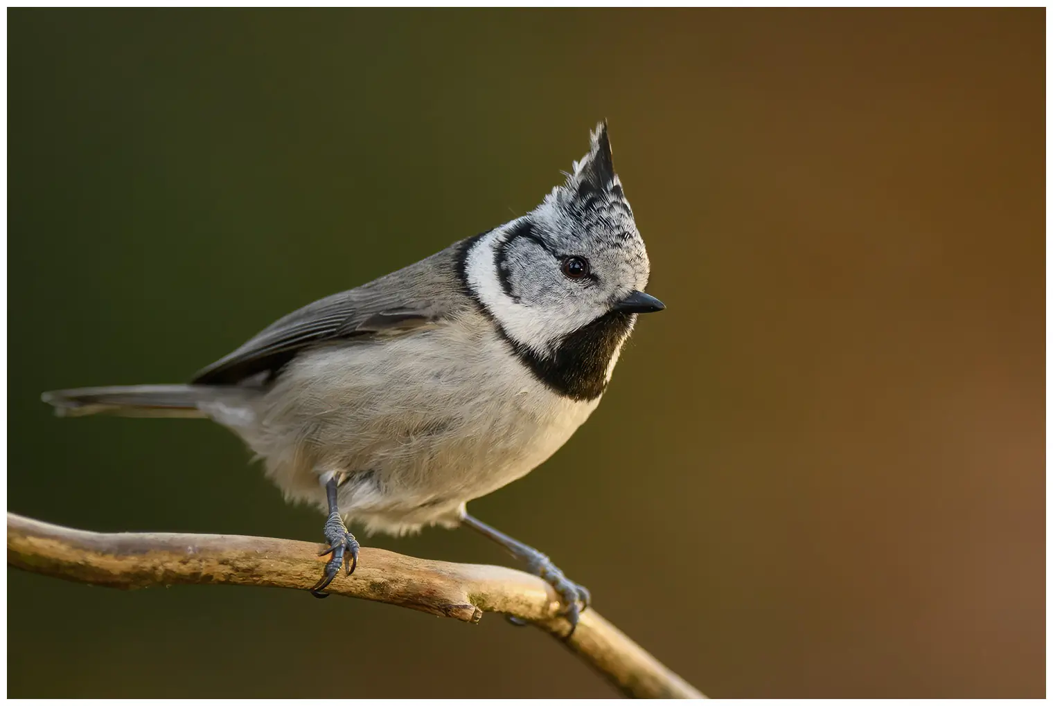 Mésange huppée