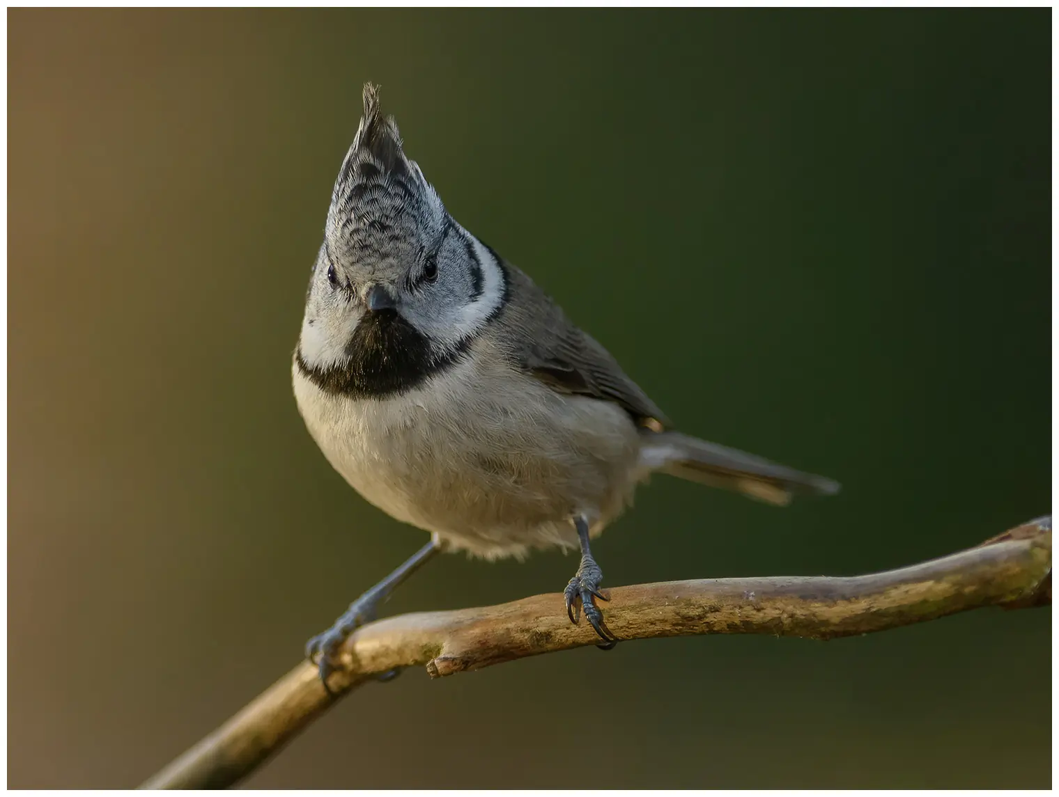 Mésange huppée