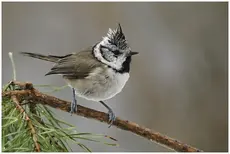 Mésange huppée