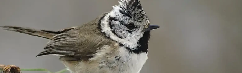 Mésange huppée. Crête noire et blanche et marques noires et blanches sur la tête. Le dessus de l'oiseau est gris-brun foncé et le dessous gris clair.