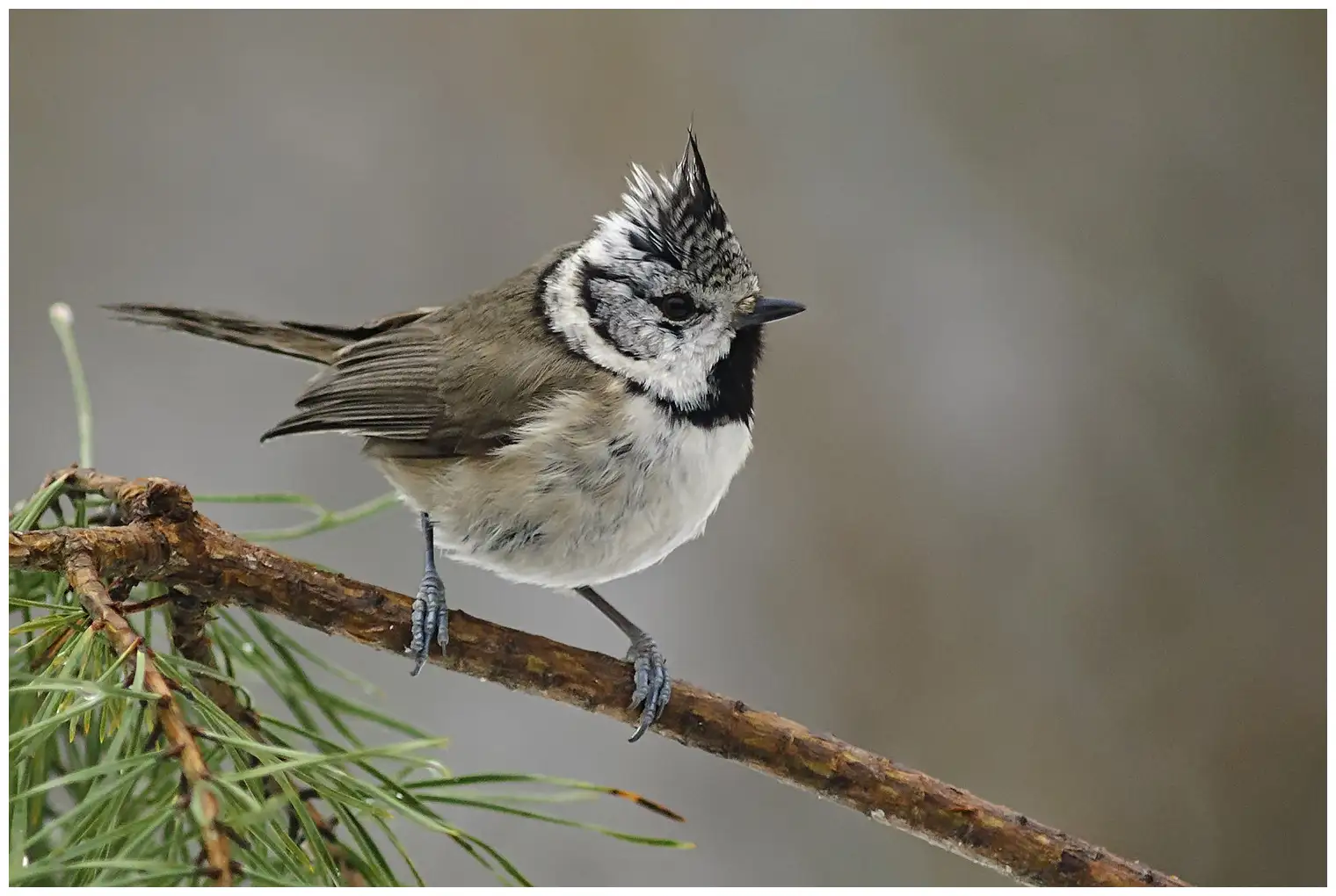 Mésange huppée. Crête noire et blanche et marques noires et blanches sur la tête. Le dessus de l'oiseau est gris-brun foncé et le dessous gris clair.