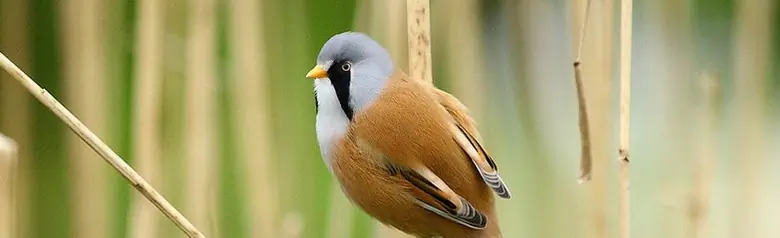 Panure à moustaches. Vit dans les forêts de roseaux. Tête grise avec une bande de barbe noire, tandis que la queue, le dos et les ailes sont brun cannelle.