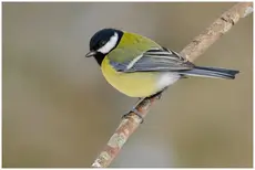 Mésange charbonnière