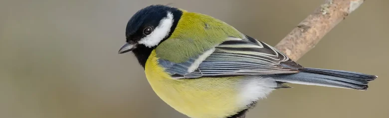 Mésange charbonnière. Tête noire avec joues blanches et poitrine jaune avec une large bande longitudinale noire.