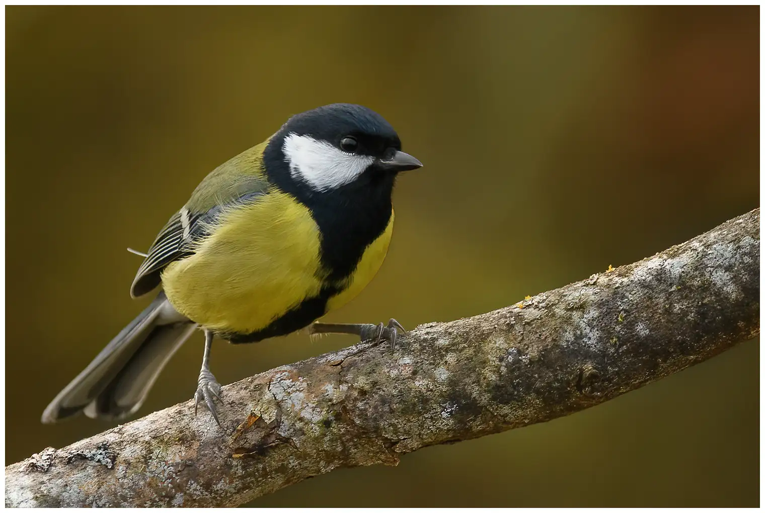 Mésange charbonnière