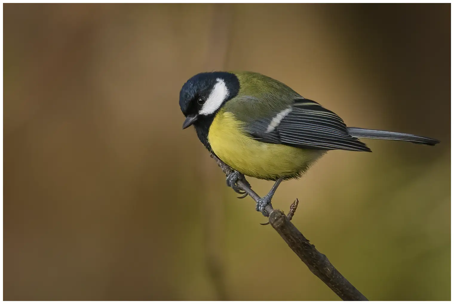 Mésange charbonnière