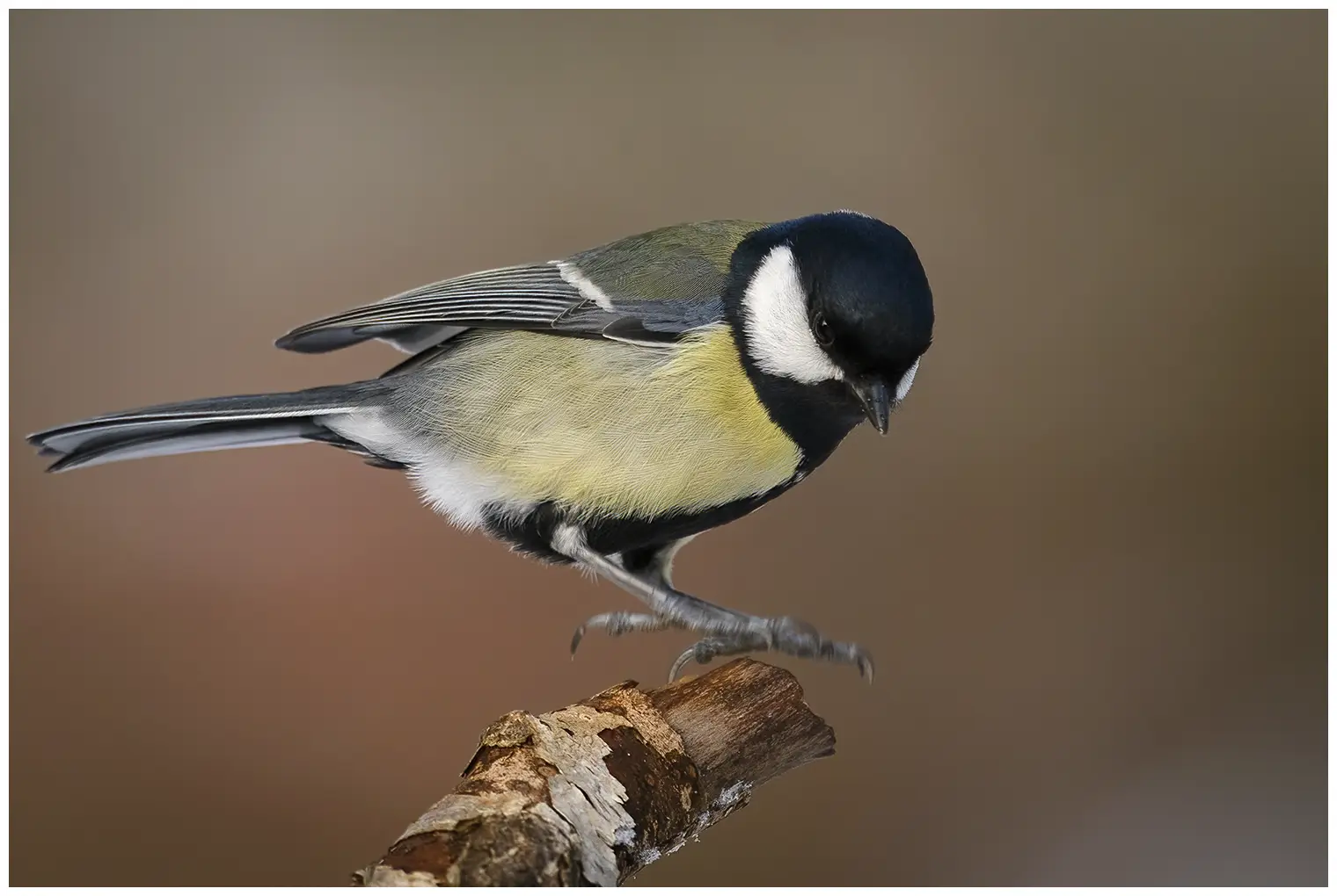 Mésange charbonnière