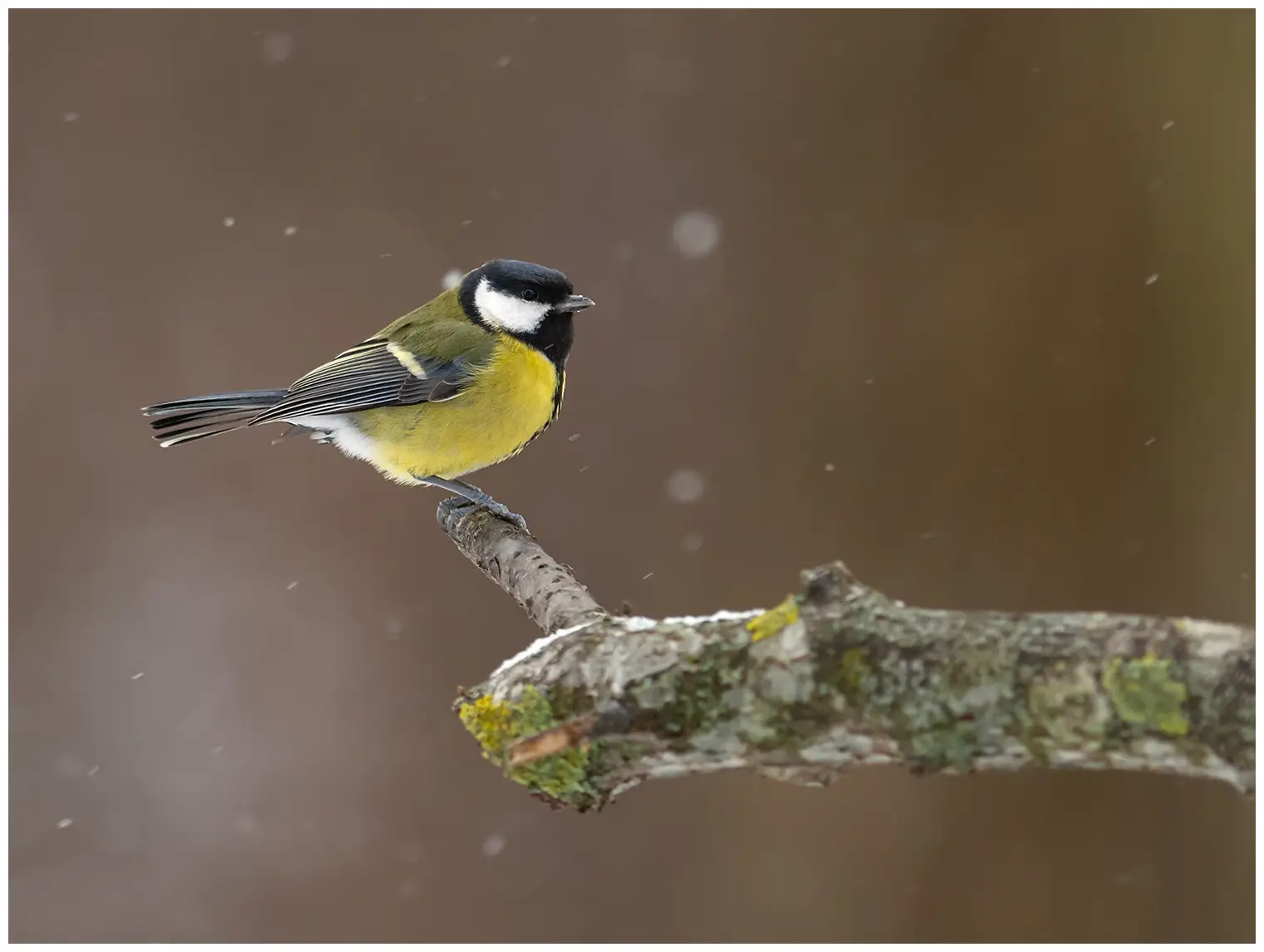 Mésange charbonnière