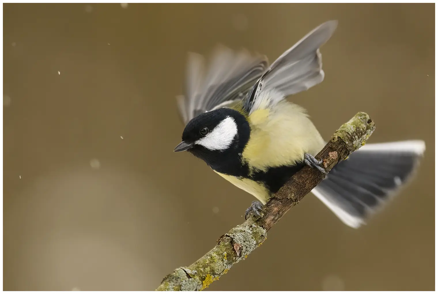 Mésange charbonnière