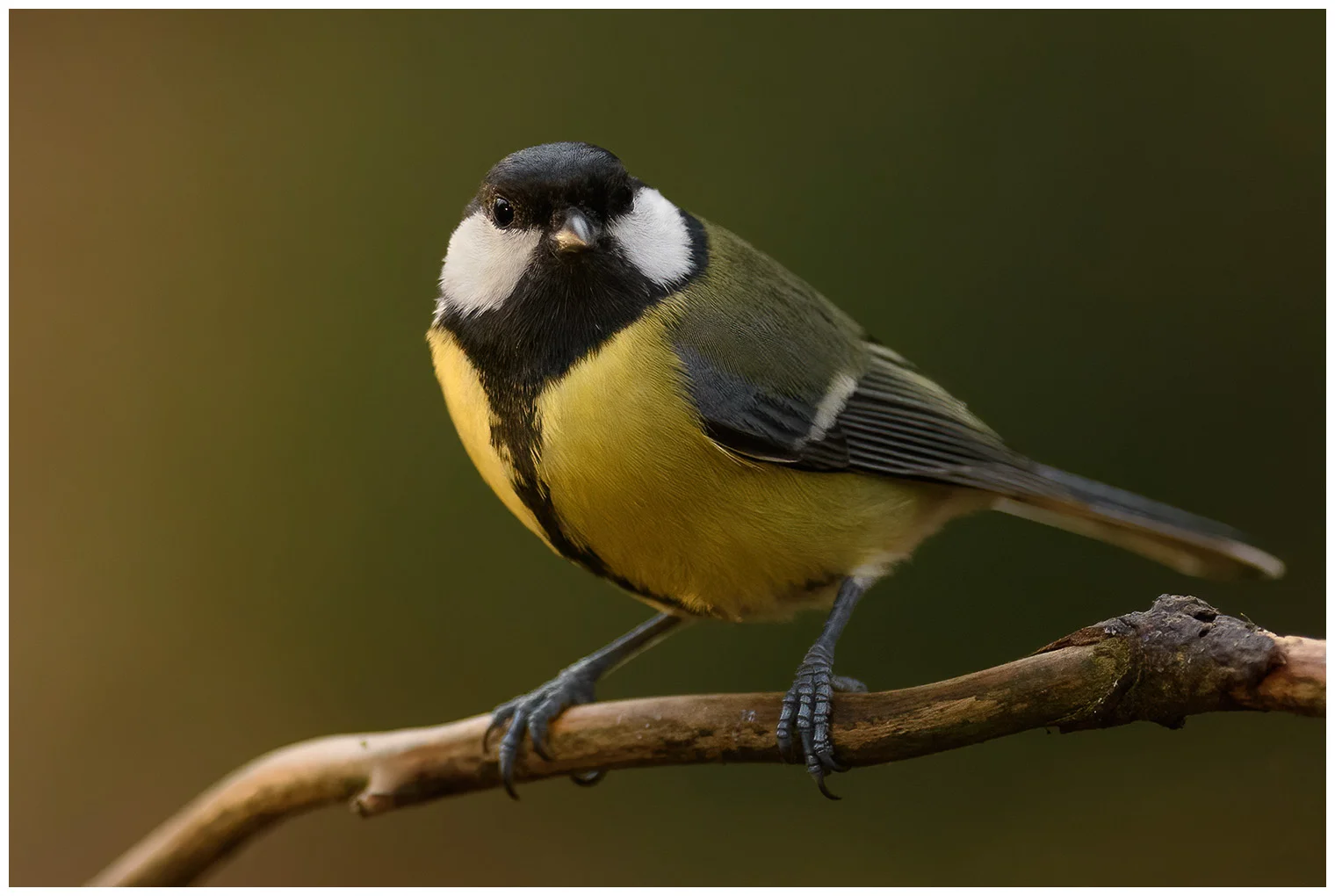 Mésange charbonnière