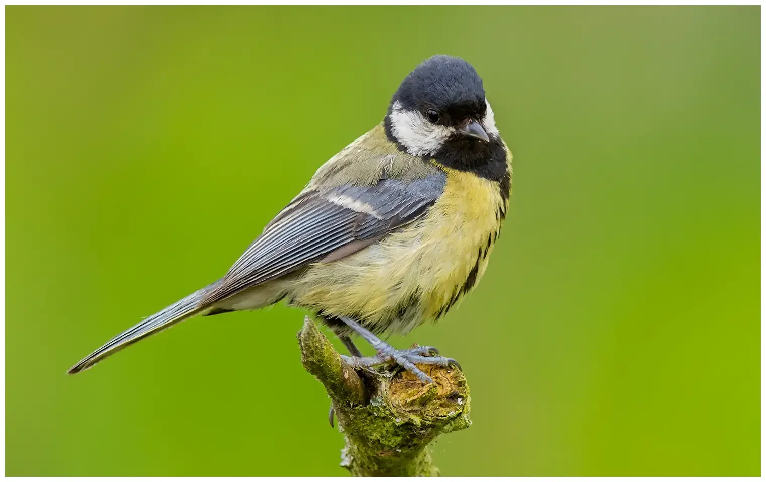 Mésange charbonnière