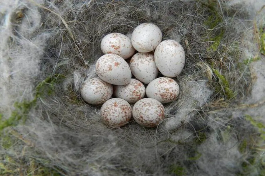 Mésange charbonnière