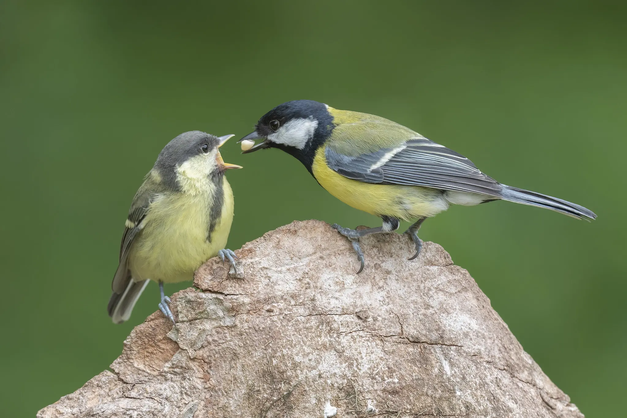 Mésange charbonnière